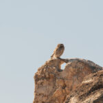 Little Owl (image by Diedert Koppenol)
