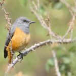 Little Rock Thrush (image by Hannu Jännes)