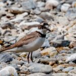 Long-billed Plover (image by Antonio Cortizo Amaro)