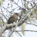 MacGregor's Bowerbird (image by Peter Maaskant)