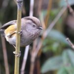 Manipur Fulvetta (image by Hannu Jännes)