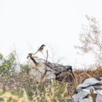 Masked Shrike (image by Diedert Koppenol)