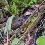 Mishmi Wren-Babbler (image by Antonio Cortizo Amaro)