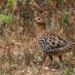 Mountain Bamboo Partridge (image by Hannu Jännes)