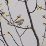 Mountain Chiffchaff (image by Diedert Koppenol)