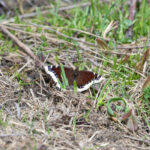Mourning Cloak (image by Diedert Koppenol)