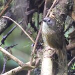 Naga Wren-Babbler (image by Hannu Jännes)