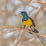 Nile Valley Sunbird (image by Pete Morris)