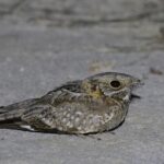 Nubian Nightjar (image by Hannu Jännes)