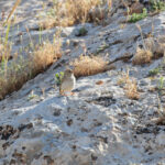 Pale Rockfinch (image by Diedert Koppenol)