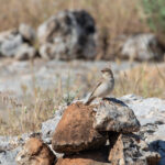 Pale Rockfinch (image by Diedert Koppenol)