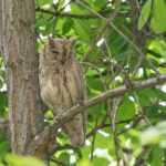 Pallid Scops Owl (image by Diedert Koppenol)