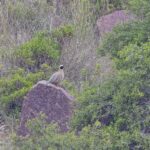Philby's Partridge (image by Pete Morris)