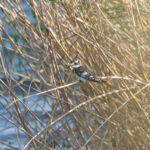 Pied Kingfisher (image by Diedert Koppenol)