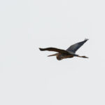 Purple Heron (image by Diedert Koppenol)