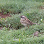 Radde's Accentor (image by Diedert Koppenol)
