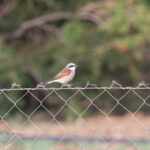 Red-backed Shrike (image by Diedert Koppenol)
