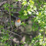 Red-breasted Flycatcher (image by Diedert Koppenol)