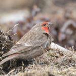 Red-fronted Rosefinch (image by Hannu Jännes)
