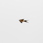 Red-rumped Swallow (image by Diedert Koppenol)