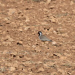 Red-wattled Lapwing (image by Diedert Koppenol)