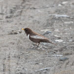 Ring Ouzel (image by Diedert Koppenol)