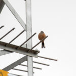 Rock Bunting (image by Diedert Koppenol)