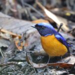 Rufous-bellied Niltava (image by Hannu Jännes)