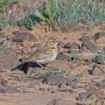 Rufous-capped Lark (image by Pete Morris)