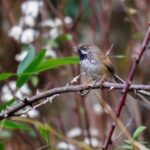 Rufous-crowned Prinia (image by Antonio Cortizo Amaro)