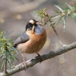 Rufous-fronted Bush Tit (image by Hannu Jännes)