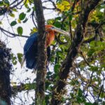 Rufous-necked Hornbill (image by Antonio Cortizo Amaro)