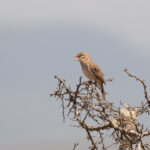 Rufous-tailed Scrub Robin (image by Diedert Koppenol)