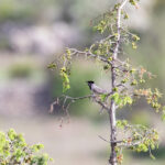 Rüppell's Warbler (image by Diedert Koppenol)