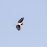 Rüppell's Warbler (image by Diedert Koppenol)