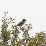 Sardinian Warbler (image by Diedert Koppenol)