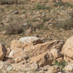 See-see Partridge (image by Diedert Koppenol)