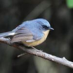Slaty-blue Flycatcher (image by Hannu Jännes)