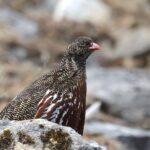 Snow Partridge (image by Hannu Jännes)