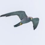 Sooty Falcon (image by Pete Morris)