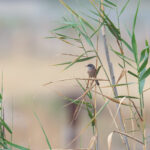 Spectacled Warbler (image by Diedert Koppenol)