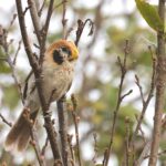 Spot-breasted Parrotbill (image by Hannu Jännes)