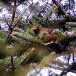 Spotted Laughingthrush (image by Antonio Cortizo Amaro)