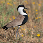 Spur-winged Lapwing (image by Diedert Koppenol)