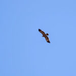 Steppe Eagle (image by Diedert Koppenol)