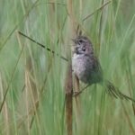 Swamp Grass Babbler (image by Antonio Cortizo Amaro)