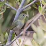 The mangrove-breeding form of Abyssinian White-eye (image by Pete Morris)
