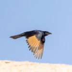 Tristram's Starling (image by Pete Morris)