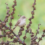 Upcher's Warbler (image by Diedert Koppenol)