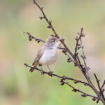 Upcher's Warbler (image by Diedert Koppenol)
